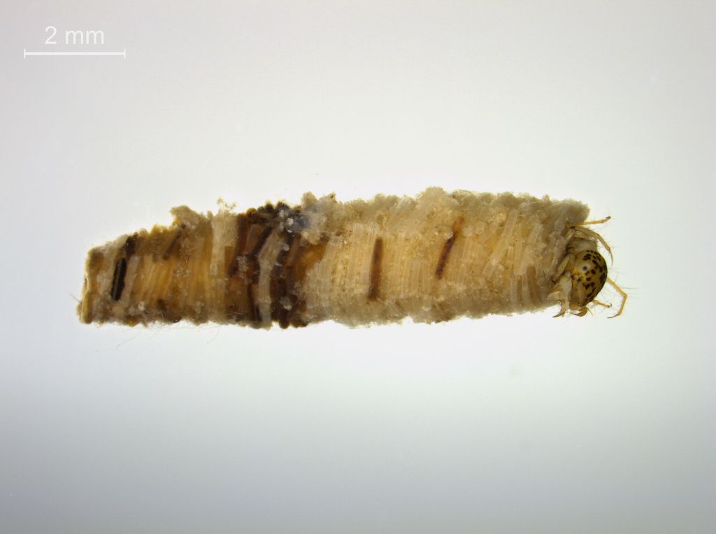 Oecetis furva